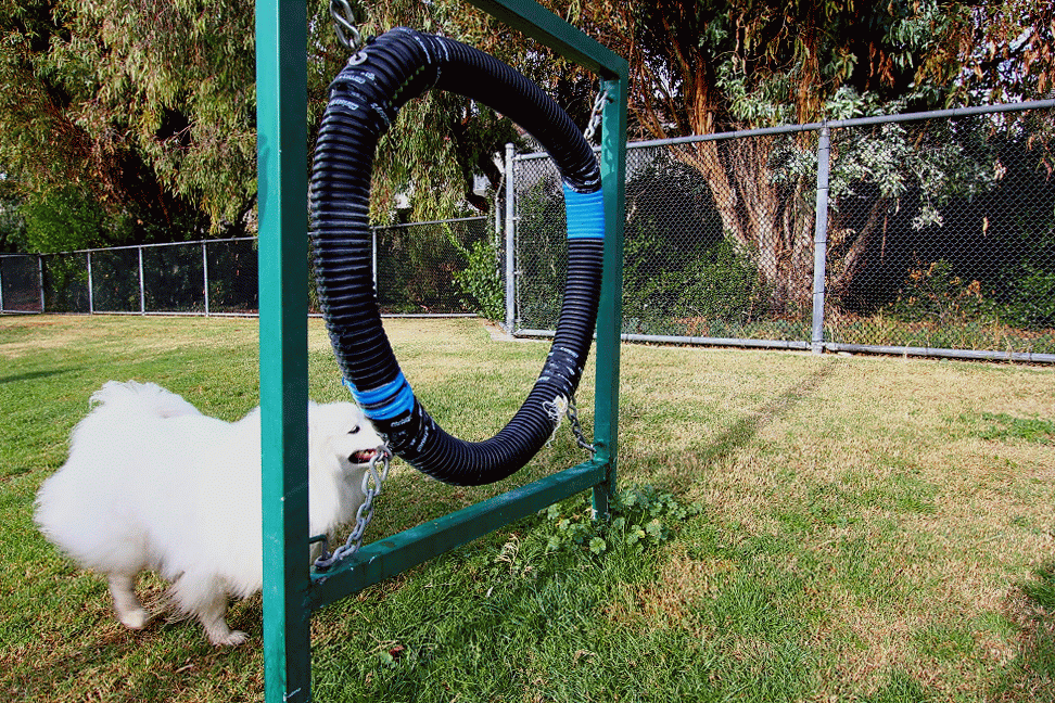 Ruckus the Eskie I'm Jumping Through Hoops for Ya!